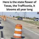 50131