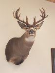 OR Non-typical Mount.jpg