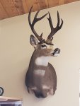 OR Blacktail (Heavy) (#2).jpg