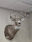 OR Whitetail.jpg