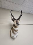 OR Antelope.jpg