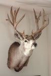 IMG_1997 - Copy.JPG
