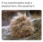 50491