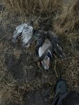 IMG_9666.jpeg