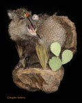 Javelina 1.jpg