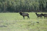 Boxley Elk 010.jpg