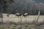 Boxley Elk 061.jpg