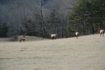 Boxley Elk 092.jpg