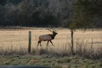 Boxley Elk 066.jpg