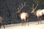 Boxley Elk 117.jpg