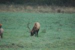 Boxley Elk 151.jpg