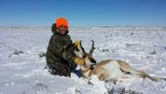 antelope 7.jpg