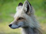 P1060492 foxy.jpg