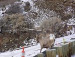 BIG HORN SHEEP AT BRIDGE OVER SHOSHONE 001.jpg