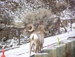 BIG HORN SHEEP AT BRIDGE OVER SHOSHONE 002.jpg