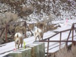 BIG HORN SHEEP AT BRIDGE OVER SHOSHONE 003.jpg