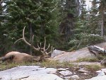 2010 bull solo hunt.jpg