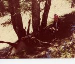 5x6 bull Montana 1978.jpg