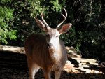 Bucks on Evelyn Ct 022as.jpg