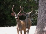 Bucks on Mountain Viewas.jpg