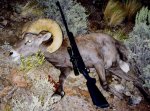 California Bighorn 9-5-98 st.jpg