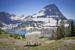Goat_HLoverlooksmall.jpg