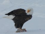 Eagle at Henrys.jpg