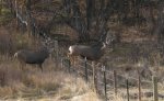 Colorado 2008 0150.jpg