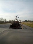 Elk1.jpg