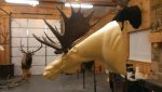 Moose form.jpg