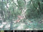 doe n fawn.jpg