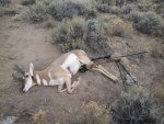 Antelope hunt 038.jpg