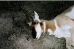2009 Antelope.jpg