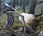 Jeff's Bull Before Cutting.jpg