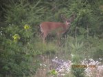 deer 032.jpg