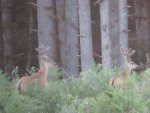 DEER 8 006.jpg