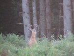 DEER 8 007.jpg