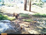 2014 D14 bear.jpg