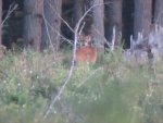 DEER 8 004 (2).jpg