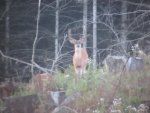 DEER 8 009.jpg