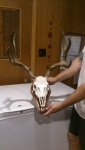 Muley Euro.jpg