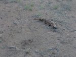 GilaMonster1.jpg