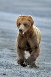 brownbearcharge1.jpg