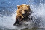 chargingbear1.jpg