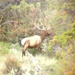 2014 bull elk.jpg