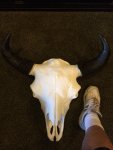 european mount of buffalo shot on books..jpg