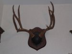 Mulie Racks 002.jpg
