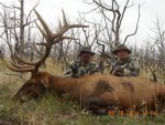 UT bull_09-28-14 005.jpg