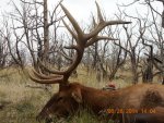 UT bull_09-28-14 007 - Copy.jpg