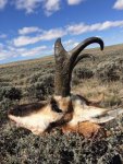 Wy Antelope.jpg